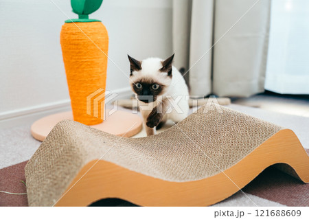 シャム猫ミックスの子猫 シャム猫ミックスの子猫 121688609