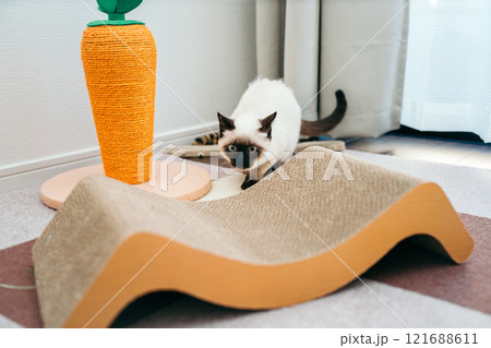 何かを狙うシャム猫ミックスの子猫 121688611