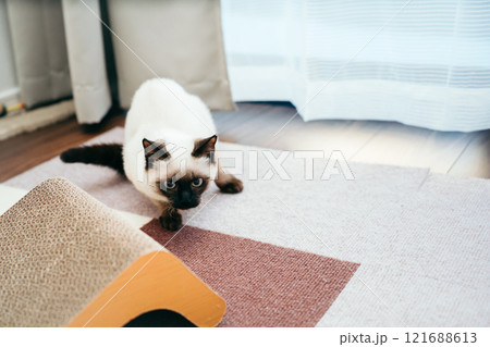 何かを狙うシャム猫ミックスの子猫 121688613
