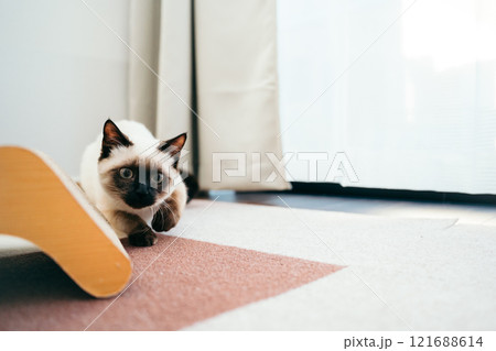 何かを狙うシャム猫ミックスの子猫 121688614