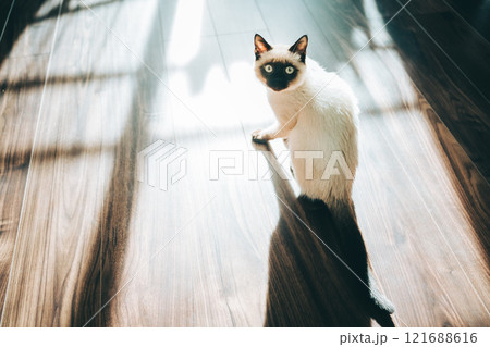 シャム猫ミックスの子猫 シャム猫ミックスの子猫 121688616