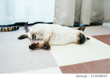 シャム猫ミックスの子猫 121688620