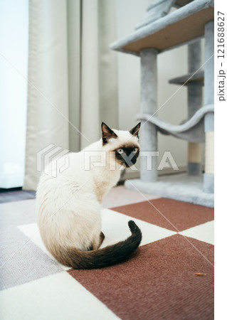 シャム猫ミックスの子猫 121688627