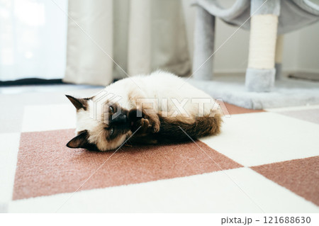 しっぽにじゃれるシャム猫ミックスの子猫 しっぽにじゃれるシャム猫ミックスの子猫 121688630