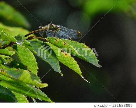 枝に止まるマユタテアカネ 121688899