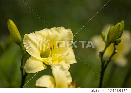 ヘメロカリス 121689172