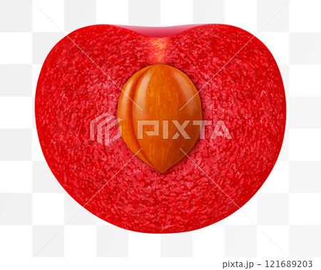 Half of cherry with pit isolated on a white...のイラスト素材 [121689203] - PIXTA