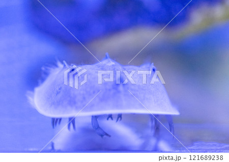 神秘的な海洋生物カブトガニ 神秘的な海洋生物カブトガニ 121689238