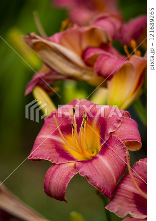 ヘメロカリス 121689265