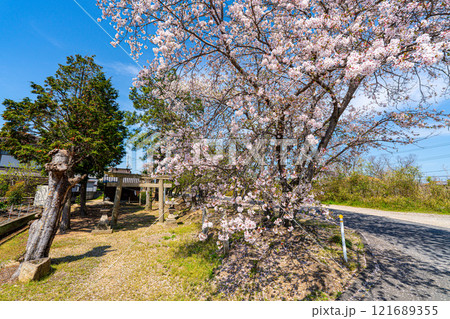 満開のソメイヨシノと小さな神社5　岡山県岡山市東区 121689355