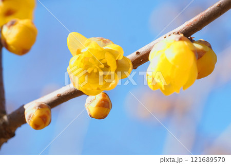 ソシンロウバイの花 121689570