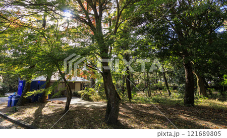 沼津御用邸記念公園の秋 121689805