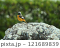 ジョウビタキ 121689839