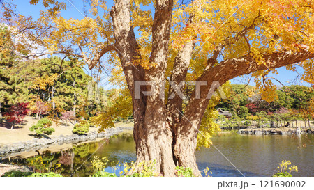 浜離宮公園の紅葉 浜離宮公園の紅葉 121690002