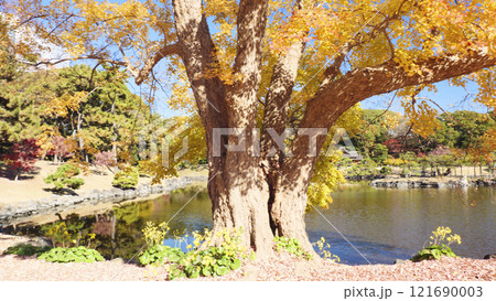 浜離宮公園の紅葉 121690003