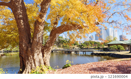浜離宮公園の紅葉 浜離宮公園の紅葉 121690004