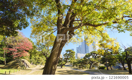 浜離宮公園の紅葉 121690005