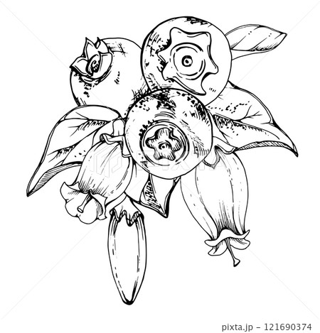 Blueberry blackberry with white line bell flowers, hand drawn in ink vector, ripe forest berry cluster bunch. Boutonniere isolated botanical illustration. Restaurant, dessert cafe menu, farmers market 121690374