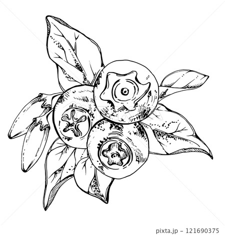 Blueberry blackberry with white line bell flowers, hand drawn in ink vector, ripe forest berry cluster bunch. Buttonhole isolated botanical illustration. Restaurant, dessert cafe menu, farmers market 121690375