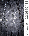 冬の森に降る雪 121690433
