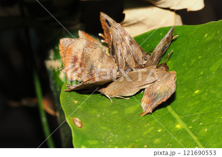アオキの葉の上で越冬中のムラサキツバメ（10頭） 121690553