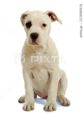 Puppy dog Puppy dog 121690819