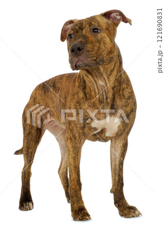 Dog Dog 121690831