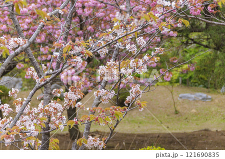 青森　津軽　高山稲荷神社の山桜 121690835