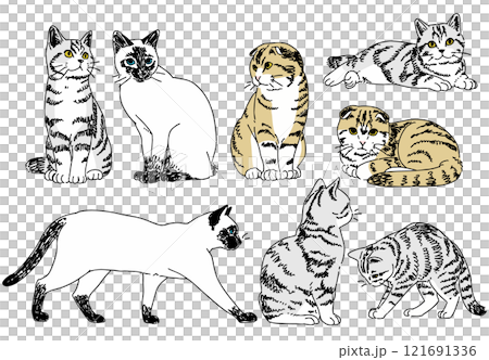 各種姿勢的貓的插圖 121691336