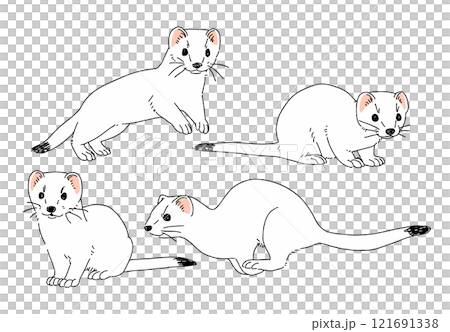 いろいろなポーズのオコジョのイラスト 121691338