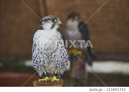 Bird of prey at a Viking festival in Denmark 121691352