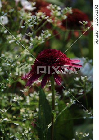 エキナセア　ムラサキバレンギク 121691362