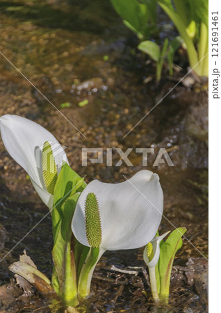 青森 岩木山麓の水芭蕉 青森 岩木山麓の水芭蕉 121691461