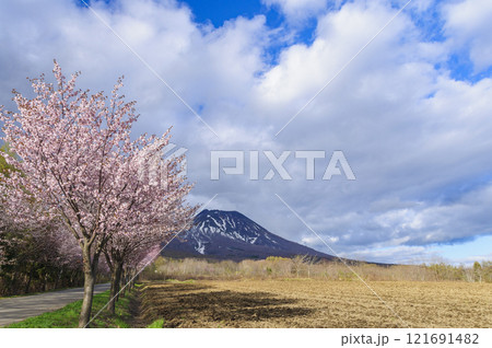青森 山桜と岩木山 青森 山桜と岩木山 121691482