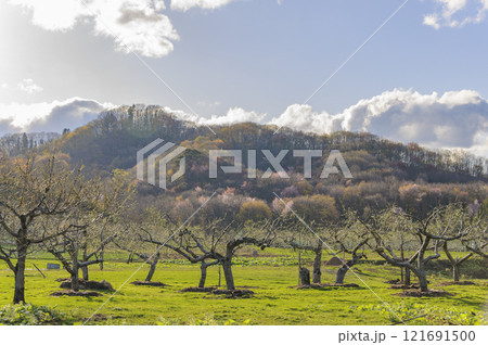 青森 岩木山麓 りんごの木と山桜 青森 岩木山麓 りんごの木と山桜 121691500