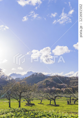 青森 岩木山麓 りんごの木と山桜 青森 岩木山麓 りんごの木と山桜 121691502