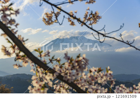 青森 山桜と岩木山 青森 山桜と岩木山 121691509