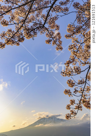 青森 山桜と岩木山 青森 山桜と岩木山 121691513