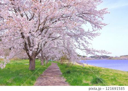 爽やかな青空と満開の桜並木 121691585