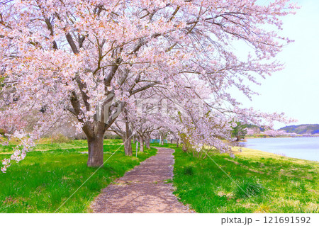 爽やかな青空と満開の桜並木 爽やかな青空と満開の桜並木 121691592