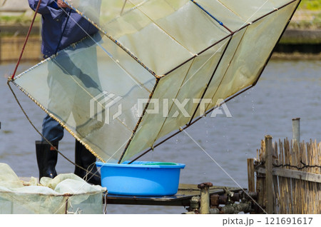 青森 蟹田のシロウオ漁 青森 蟹田のシロウオ漁 121691617