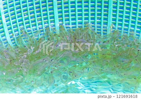 青森　蟹田のシロウオ 121691618