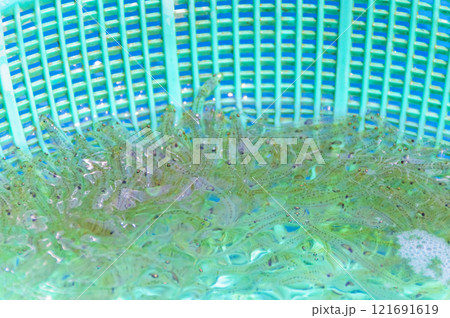 青森 蟹田のシロウオ 青森 蟹田のシロウオ 121691619