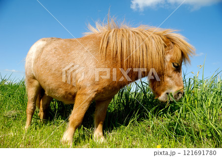 Young horse is eating grass Young horse is eating grass 121691780