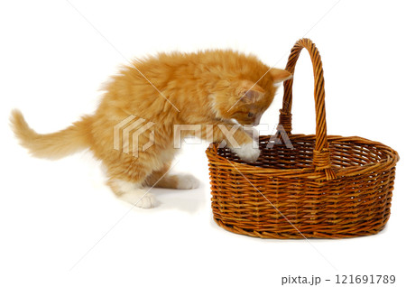 Kitten in basket Kitten in basket 121691789