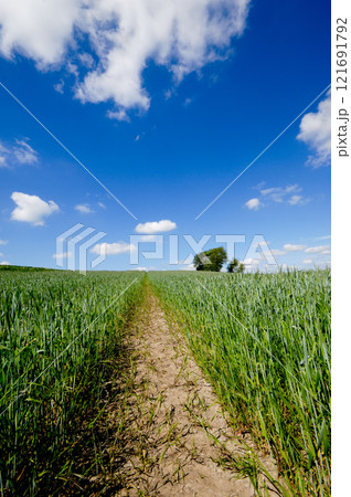 Green field 121691792