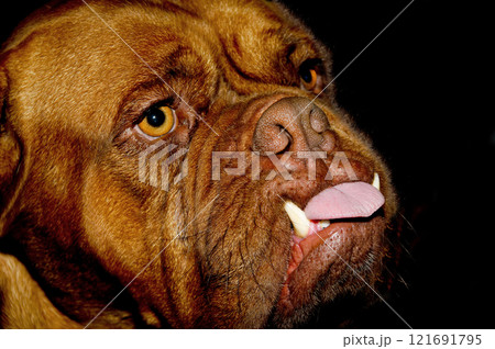 Dog face 121691795