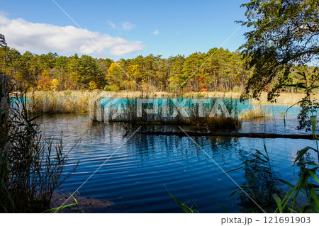 五色沼の紅葉 121691903