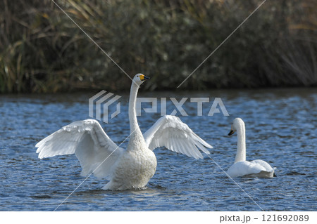 白鳥 白鳥 121692089