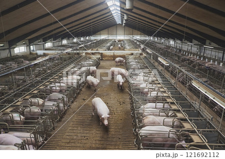 Pregnant sows on a modern farm in Denmark Pregnant sows on a modern farm in Denmark 121692112